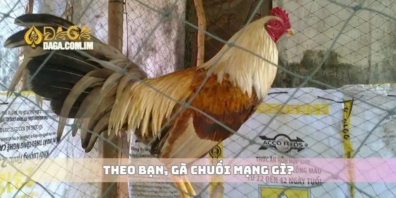 Gà chuối mạng gì và cách nhận diện đặc điểm chính xác nhất 1 Theo bạn, gà chuối mạng gì?
